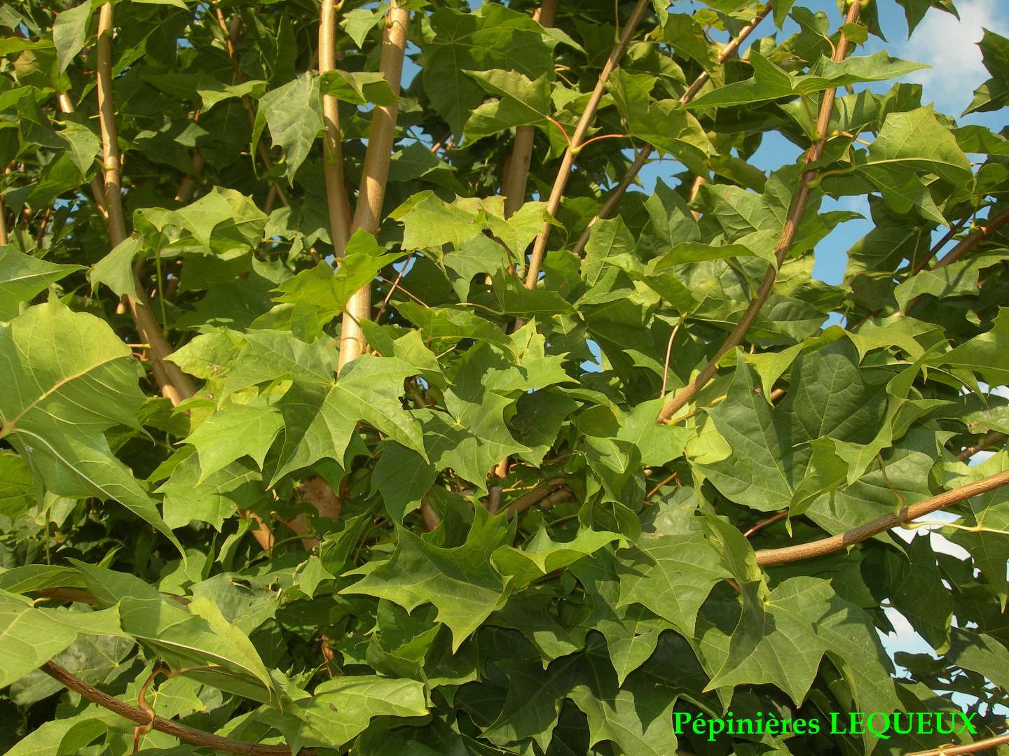 PLATANE A FEUILLES D'ERABLE